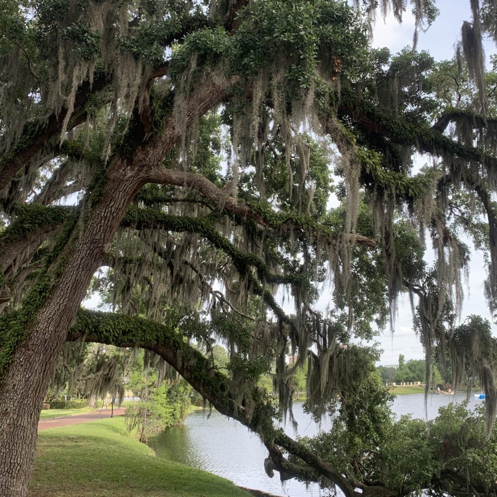 Relax in the Shade of a Tree